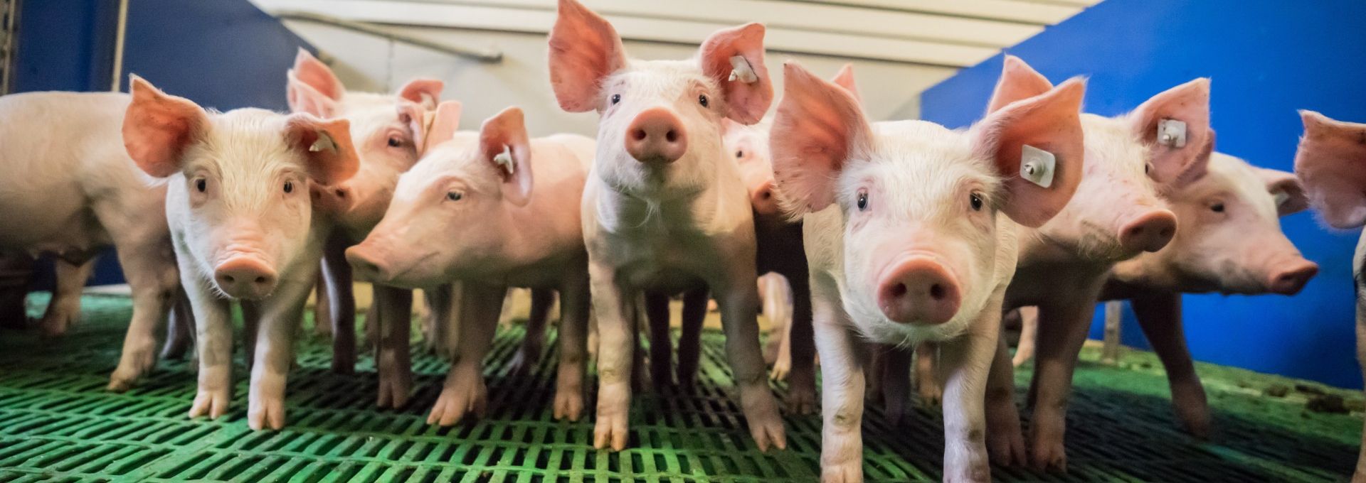 Fotolia 85917842 Subscription Monthly XXL