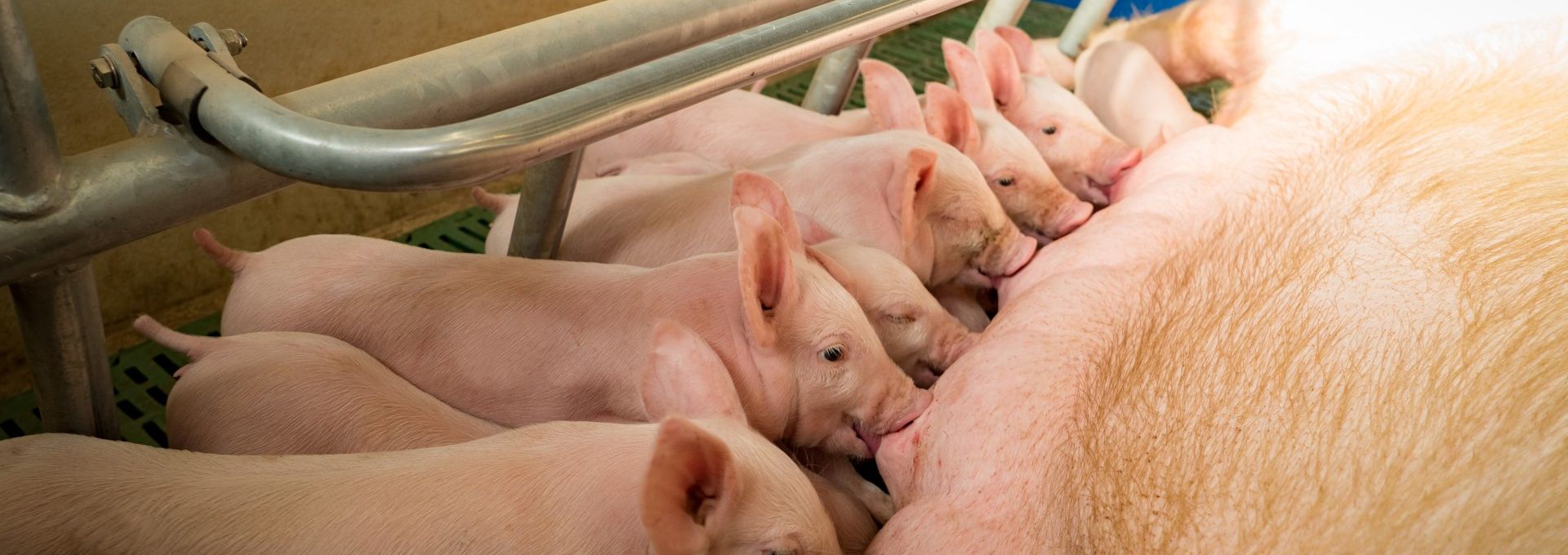 Ferkel am Gesäuge
