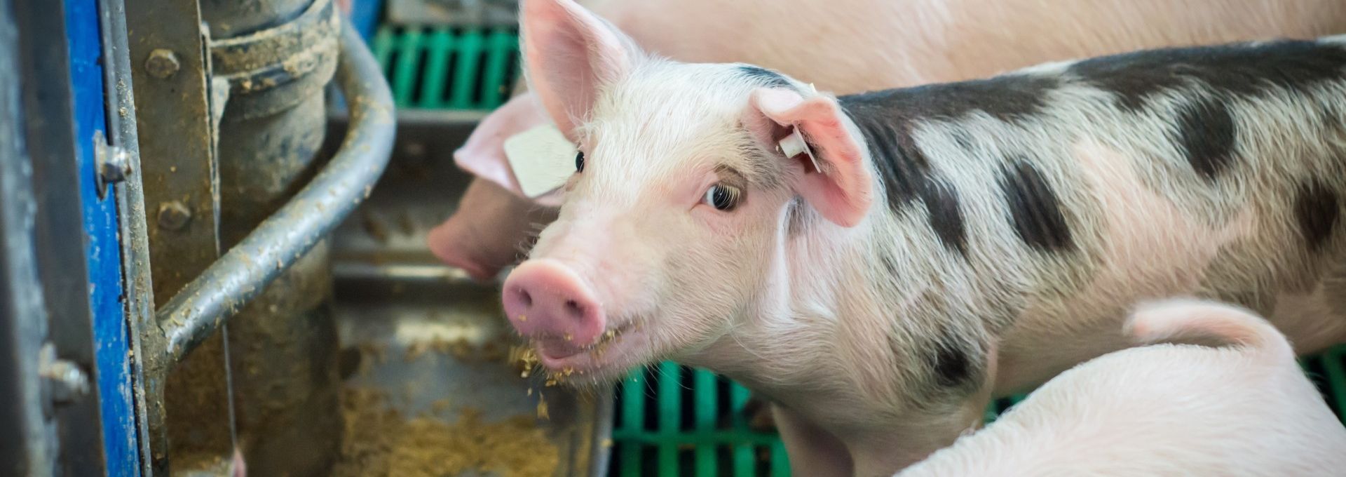 Ferkel frisst